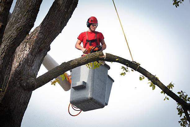 The Steps Involved in Our Tree Care Process in Union Hall, VA